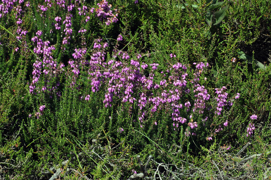 Erica cinerea L. / Erica cenerina.